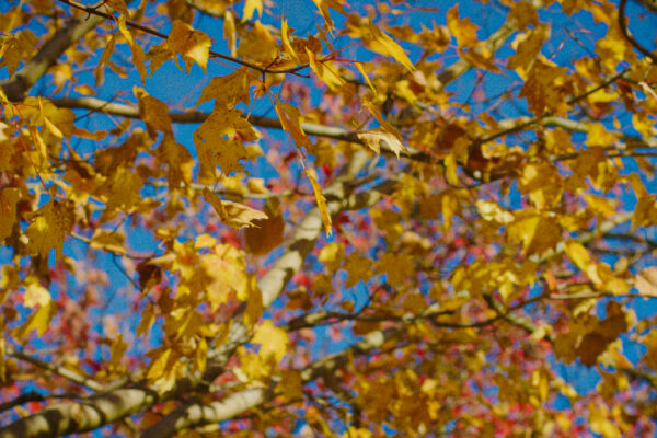 Transcend yellow leaves on tree
