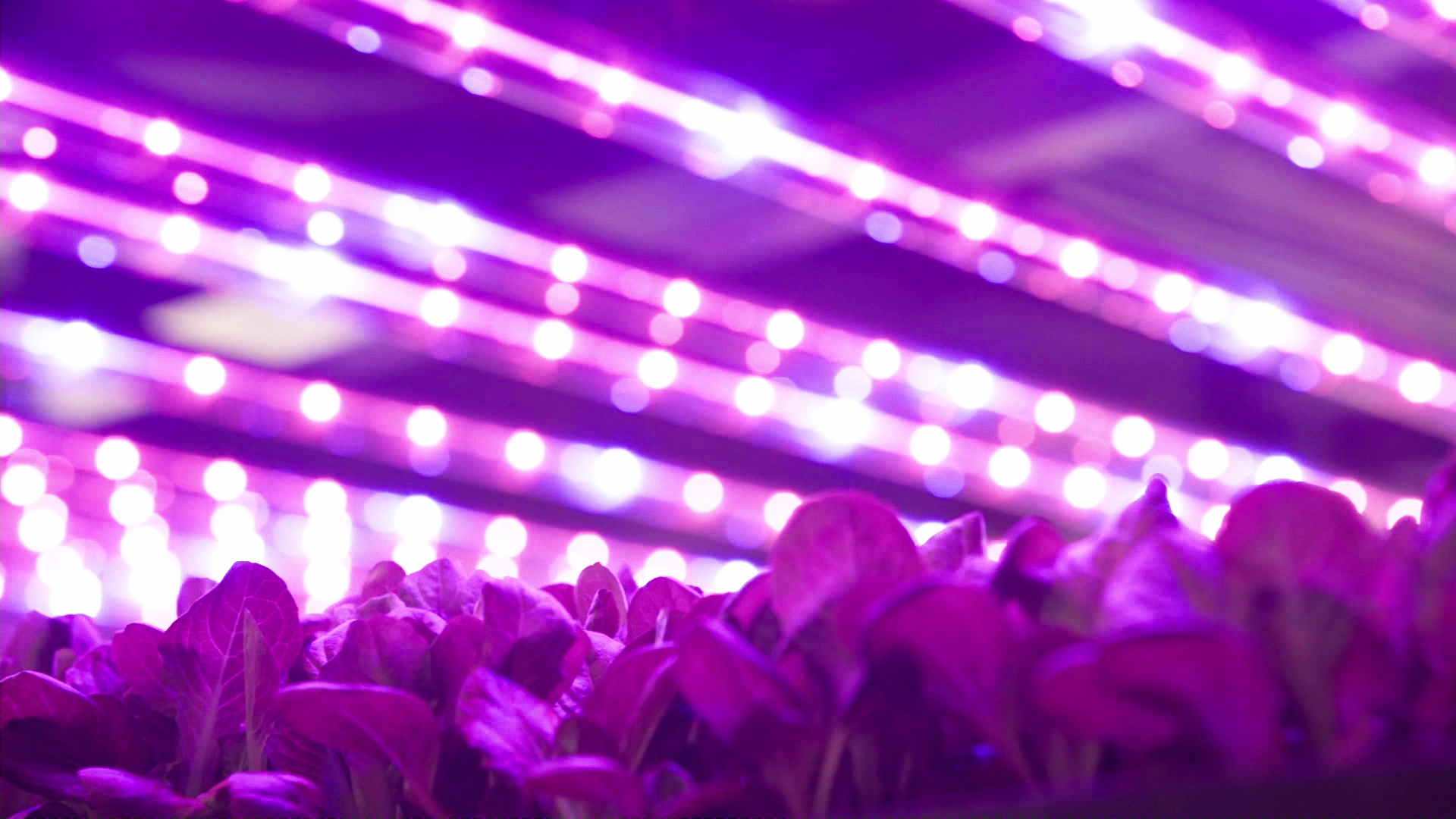 AeroFarms product growing under purple light