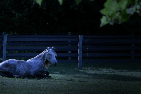 Horse resting in the moonlight