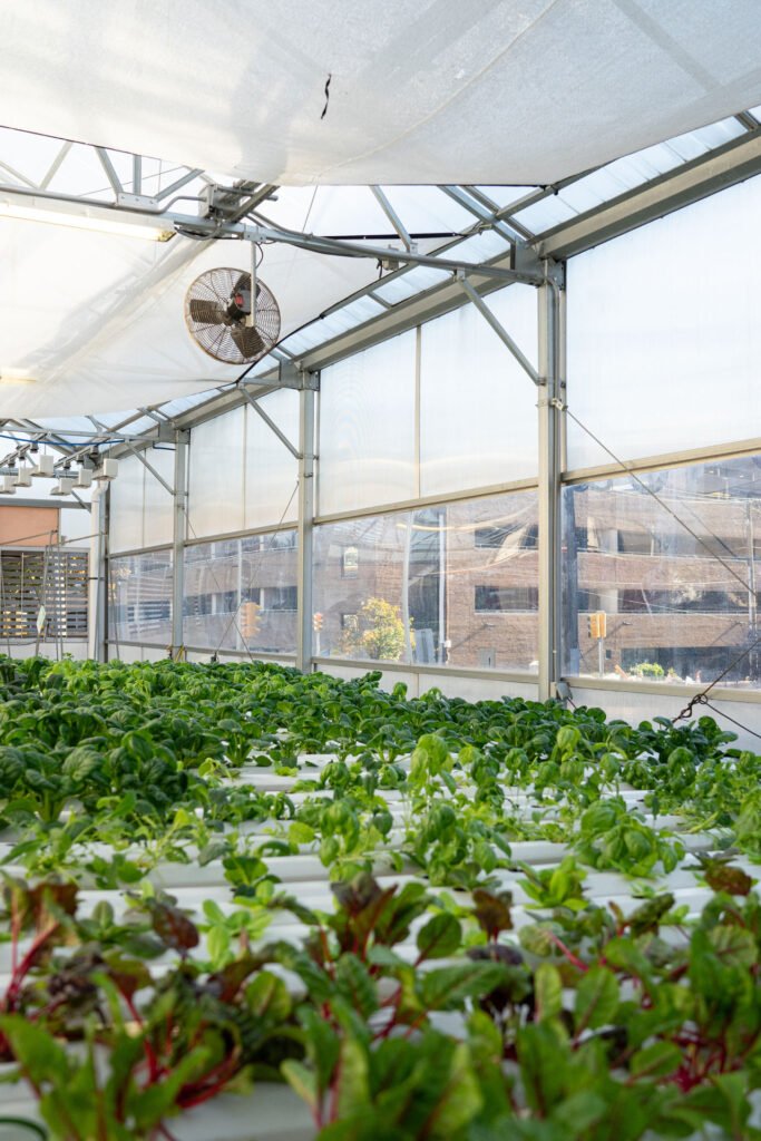 The Beth Greenhouse garden - Photo by Sofia Tome