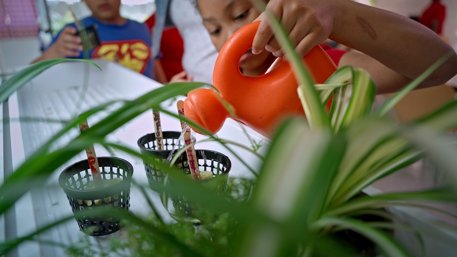student watering plant